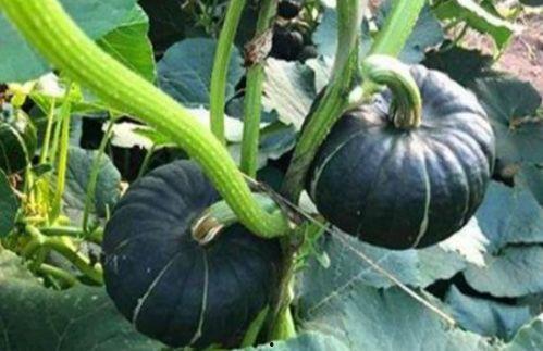 爱可可网红吃瓜图片高清,爱可可美食图片高清大赏