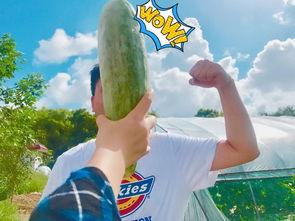 七夕网红吃瓜事件,揭秘背后真相与网络舆论风暴