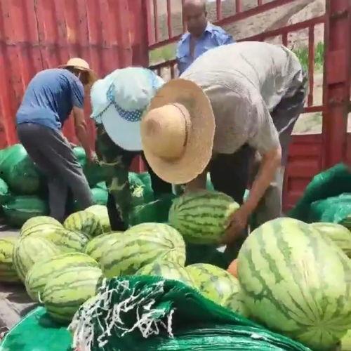 甘肃回民网红吃瓜,揭秘当地特色美食背后的故事