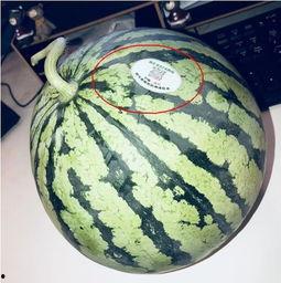 网红吃瓜内容,娱乐圈幕后真相曝光